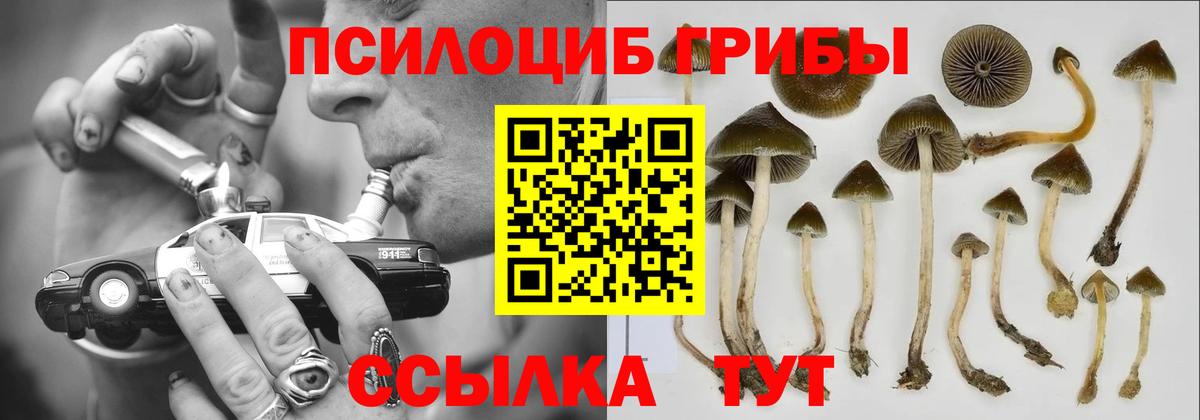 Псилоцибиновые грибы Psilocybe  Вход с VPN  Назарово 